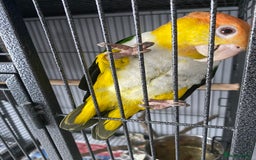 Parrots birds for sale: Female white bellied caique - Image 4