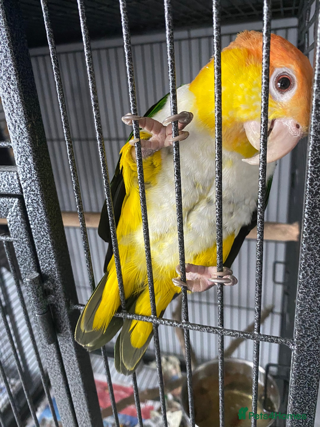 Parrots birds for sale: Female white bellied caique - Image 4