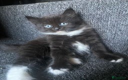 Mixed Breed cats for sale: Kittens ready 26th Aug - Image 14