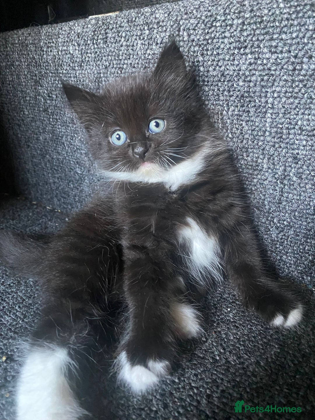 Mixed Breed cats for sale: Kittens ready 26th Aug - Image 14