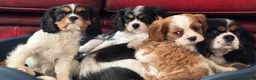 Cavalier King Charles Spaniel dogs for sale: Pedigree Cavalier King Charles Spaniel Puppies - Advert 16