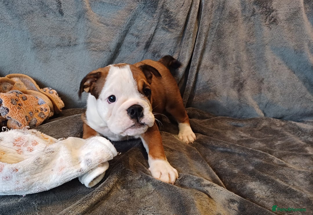 English Bulldog dogs for sale: Champion English bulldogs - Image 36