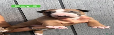 English Bull Terrier 3