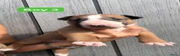 English Bull Terrier dogs for sale: KC REG English Bull Terrier puppies 🐶 - Advert 17