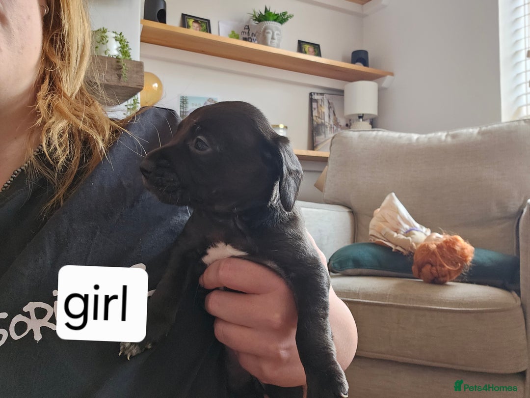 Mixed Breed dogs for sale: Mixed breed puppies for sale - Image 10