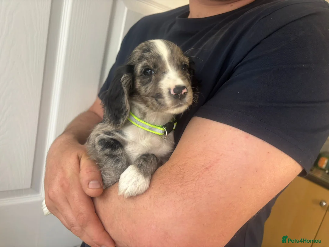 Cocker Spaniel dogs for sale: Tri merle cocker spaniel  in Slough - Advert 2