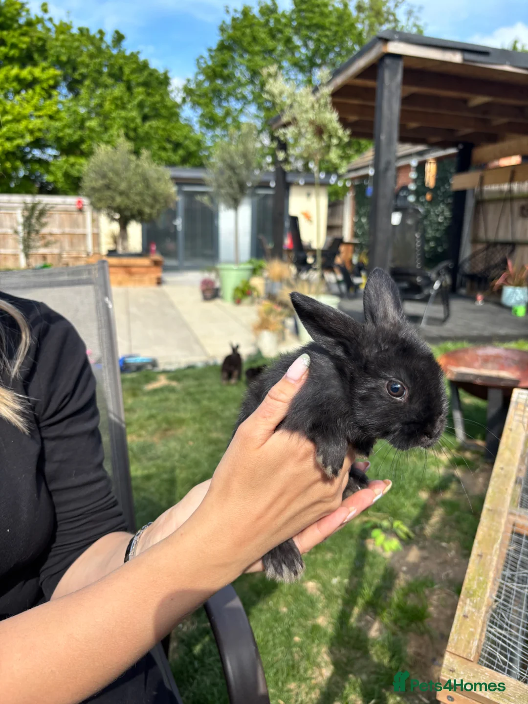 Mixed Breed rabbits for sale: Mixed breed rabbits  - Advert 7