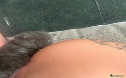 Ragdoll cats for sale: Ragdoll cats  - Image 8