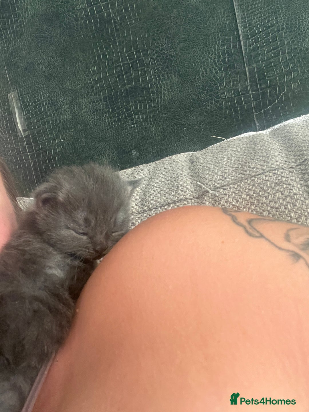 Ragdoll cats for sale: Ragdoll cats  - Image 8