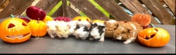 Guinea Pig rodents for sale: Pedigree Lunkarya guinea pigs  - Advert 1