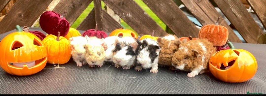 Guinea Pig rodents for sale: Pedigree Lunkarya guinea pigs  - Advert 1