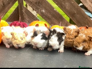 Guinea Pig rodents Pedigree Lunkarya guinea pigs - Advert 12