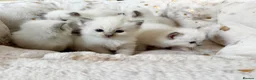 Ragdoll cats for sale: Ragdoll kittens in Blackburn - Advert 12