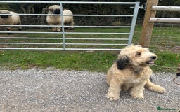 Bernedoodle dogs for sale: RED TRI BERNADOODLE GIRL - Image 4