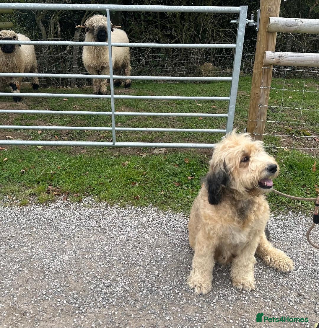 Bernedoodle dogs for sale: RED TRI BERNADOODLE GIRL - Image 4