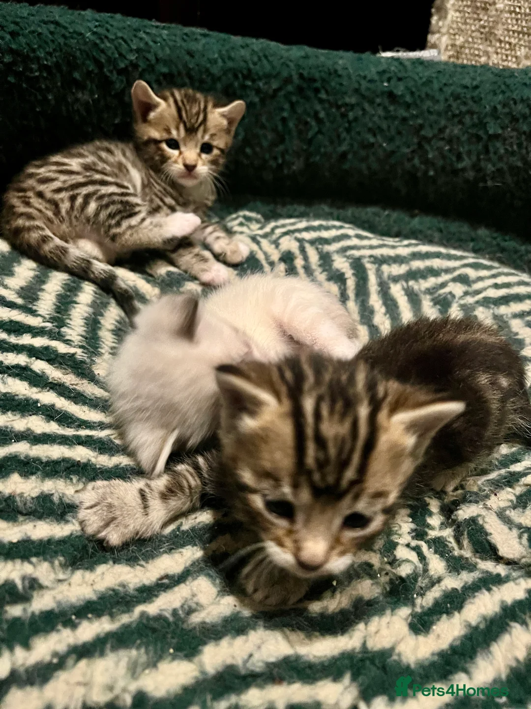 Bengal cats for sale: Bengal kittens  in Hayes - Advert 2