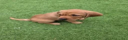 Labrador Retriever dogs for sale: Fox red labrador in Worcester - Advert 2