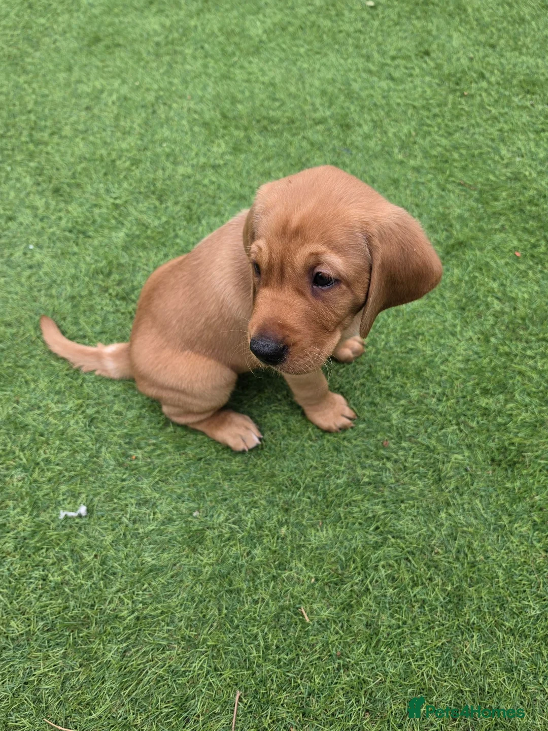 Labrador Retriever dogs for sale: Fox red labrador in Worcester - Advert 2