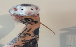Rat rodents for sale: 3 male rats and massive amount of accessories  - Image 25