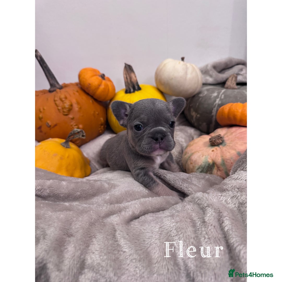 French Bulldog dogs for sale: Last 2 girls left! KC registered French Bulldogs - Advert 13
