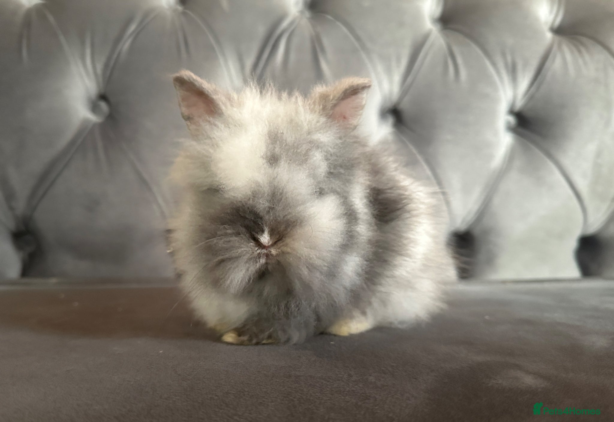 Lionhead rabbits 1 boy left Adorable double mane baby lionhead  - Advert 2
