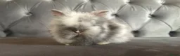 Lionhead rabbits for sale: 1 boy left Adorable double mane baby lionhead  - Advert 2
