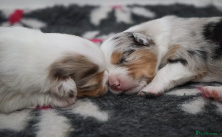 Australian Shepherd dogs - Advert 1