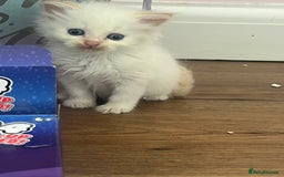 Ragdoll cats for sale: REDUCED £250 last flame point boy - Image 11