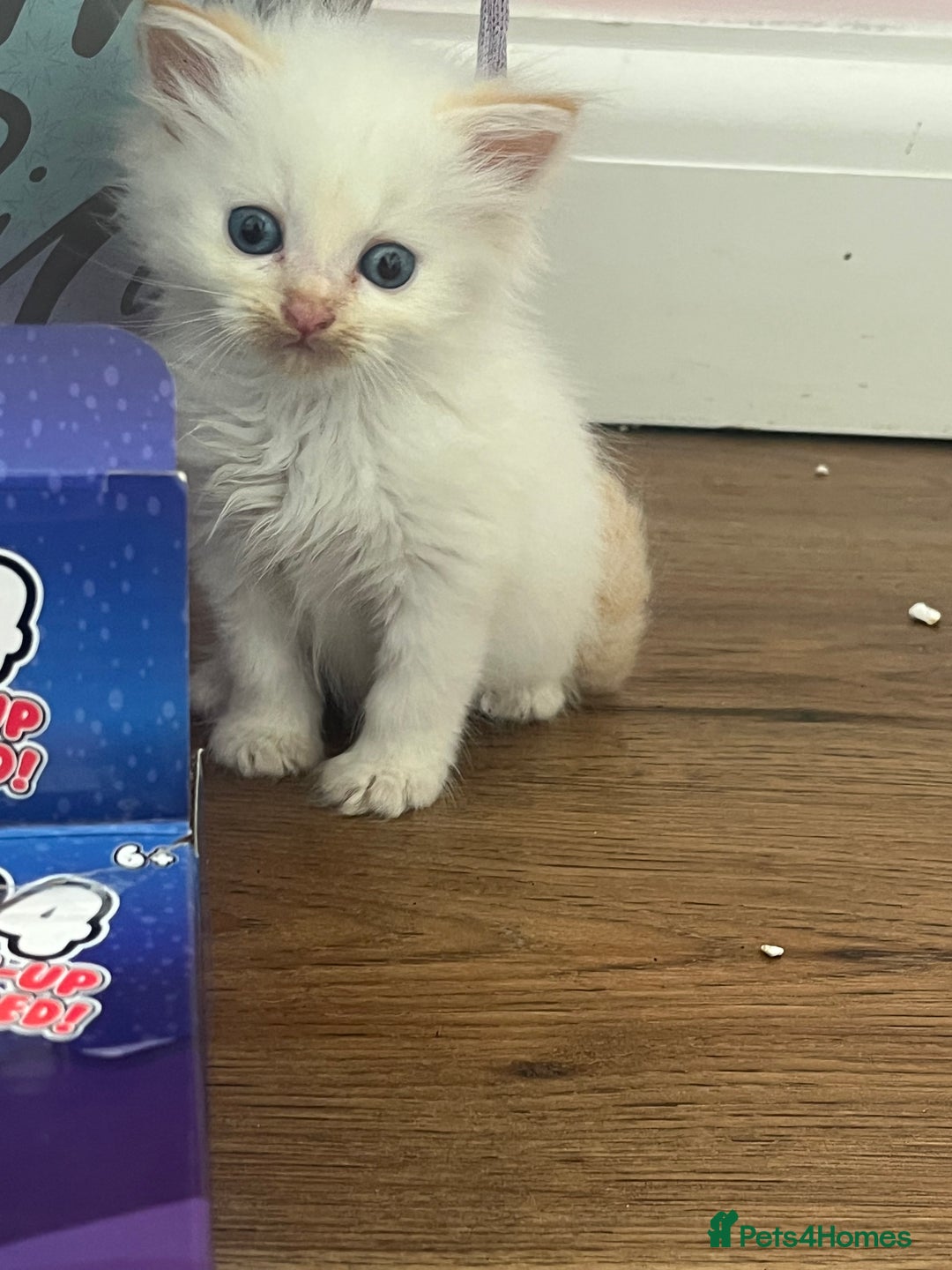 Ragdoll cats for sale: REDUCED £250 last flame point boy - Image 11