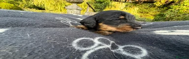 Dachshund 4 Black and Tan Bitch