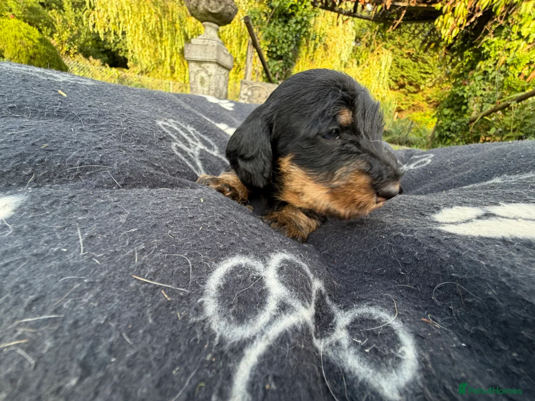 Dachshund dogs for sale: KC Regestered Teckel puppies in Cardiff - Advert 2