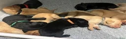 Labrador Retriever dogs for sale: 2 week old  Labrador Puppies  - Advert 4