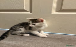 Domestic Shorthair cats for sale: 2 female kittens ready for their new home!  - Image 3