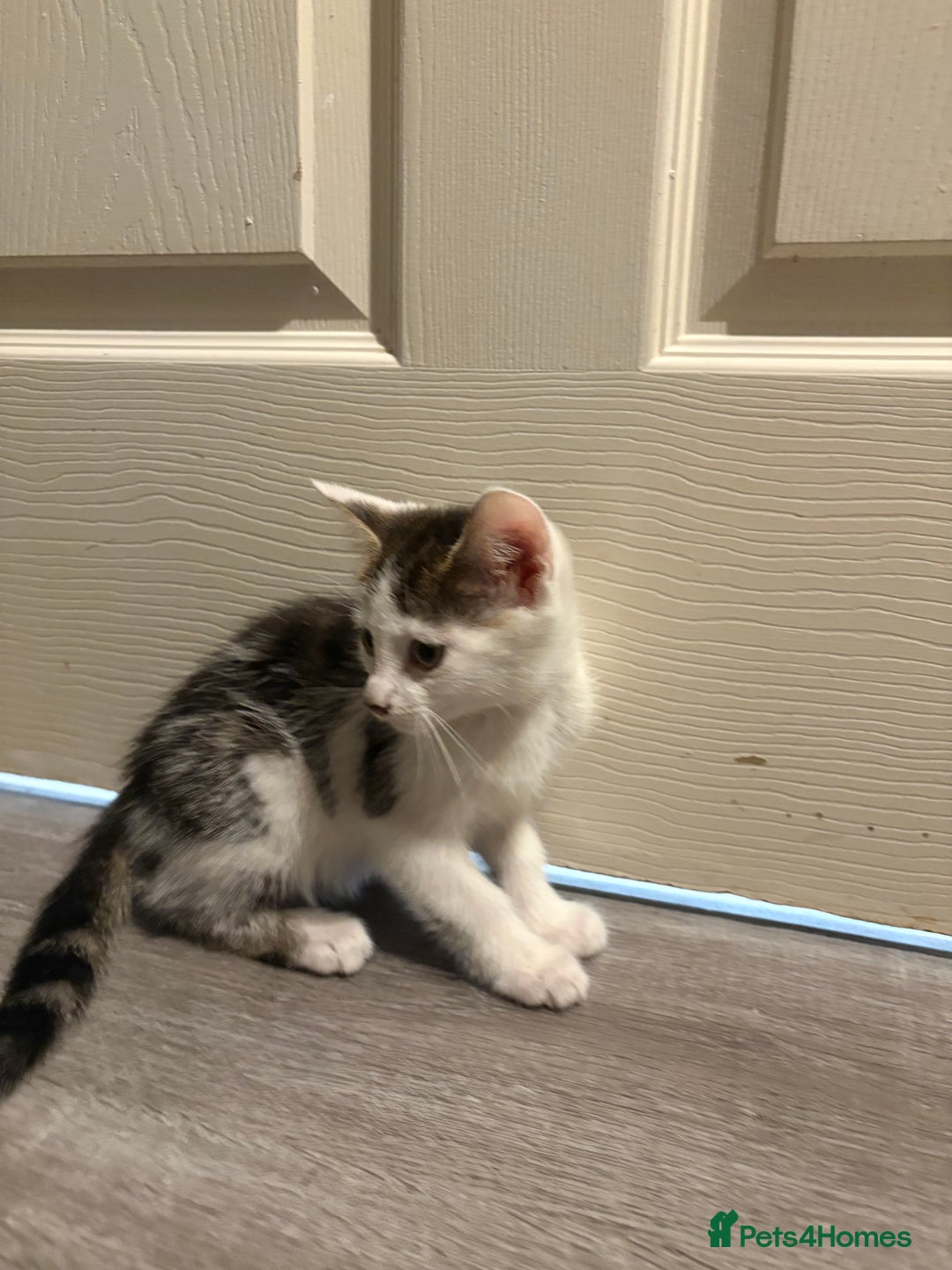 Domestic Shorthair cats for sale: 2 female kittens ready for their new home!  - Image 3