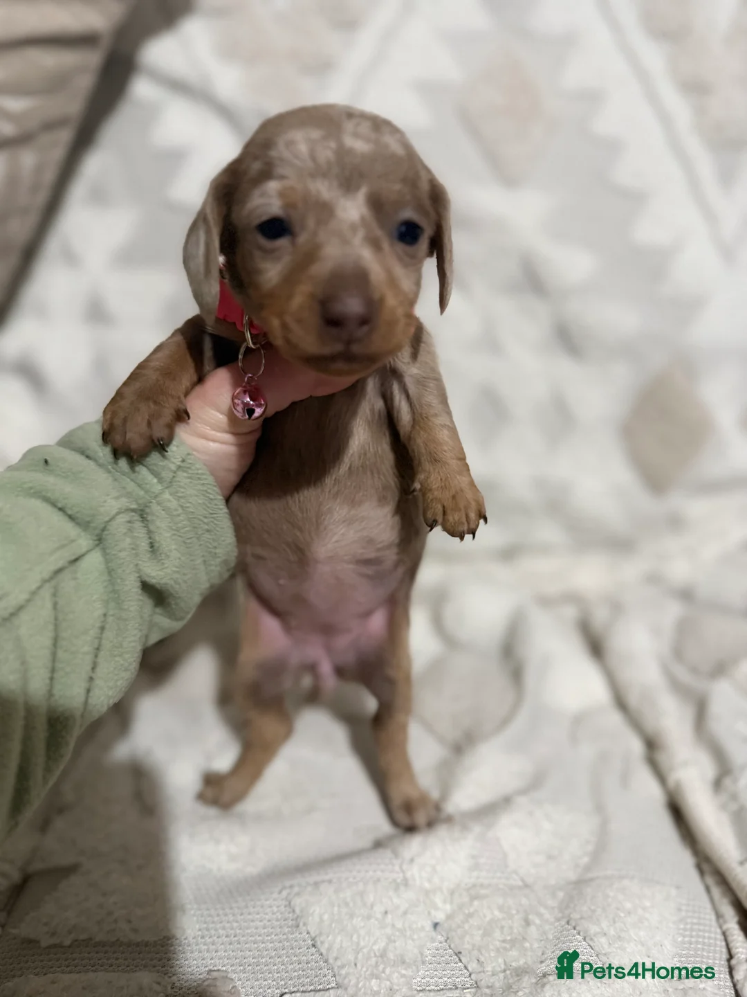 Dachshund dogs for sale: Beautiful dachshund puppies  - Advert 14