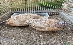 Chickens poultry for sale: Beautiful cock, Pigeon,Quail,H-egg,priceseparate  in Barking - Image 7
