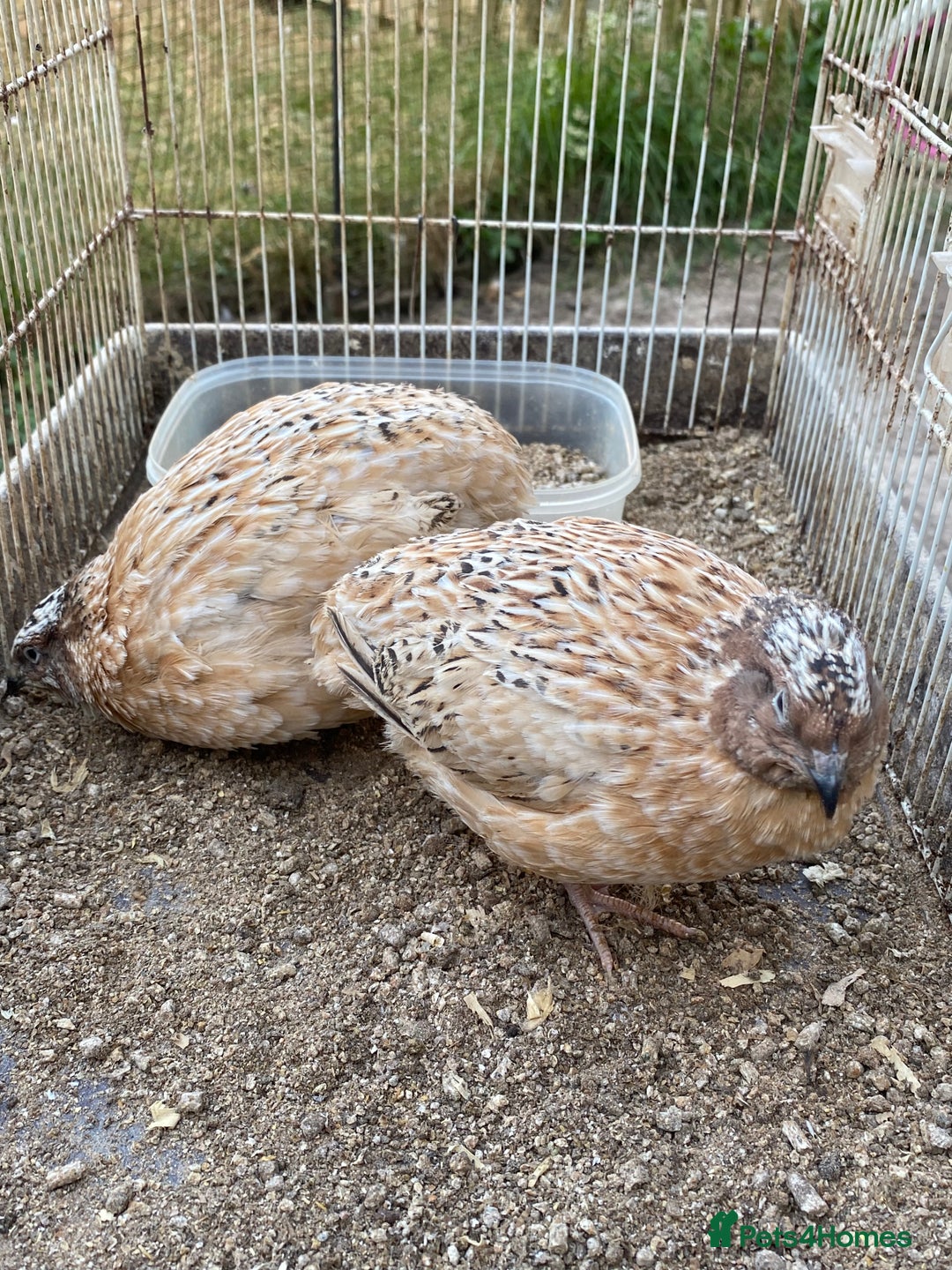 Chickens poultry for sale: Beautiful cock, Pigeon,Quail,H-egg,priceseparate  in Barking - Image 7