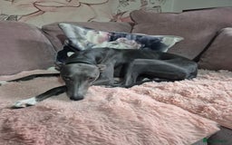 Whippet dogs for sale: Stunning KC Registered Blue Whippet Puppies - Image 19