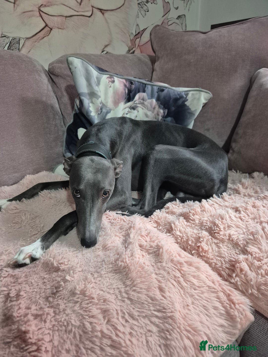 Whippet dogs for sale: Stunning KC Registered Blue Whippet Puppies - Image 19