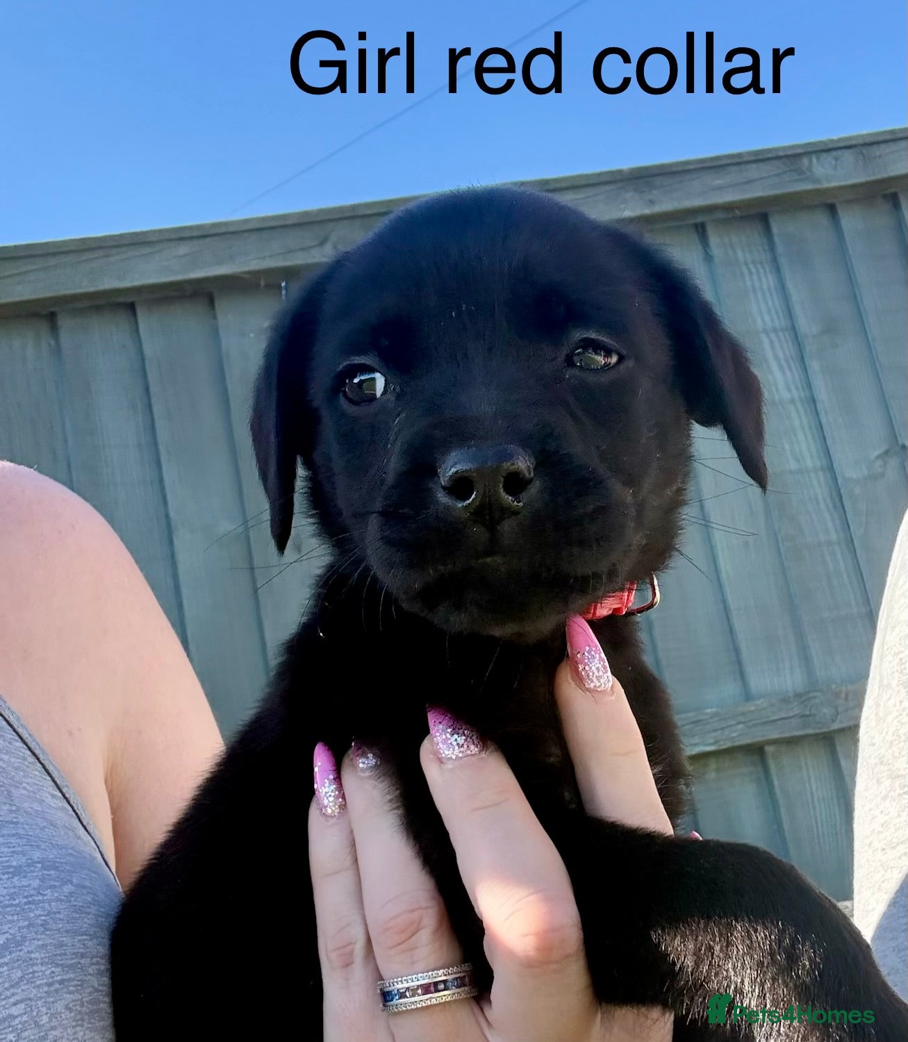 Mixed Breed dogs Last 2 Mastador puppies READY NOW - Advert 2