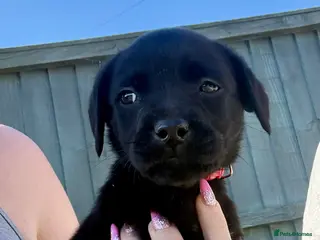 Mixed Breed dogs Last 2 Mastador puppies READY NOW - Advert 15