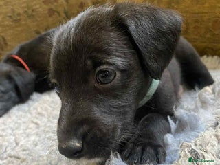 Mixed Breed dogs F1 BEDLINGTON X WHIPPETS - Advert 13