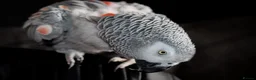 Parrots birds for sale: Beautiful African grey looking for loving home  in Tipton - Advert 1