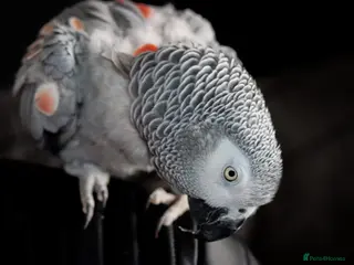 Parrots birds Beautiful African grey looking for loving home - Advert 2