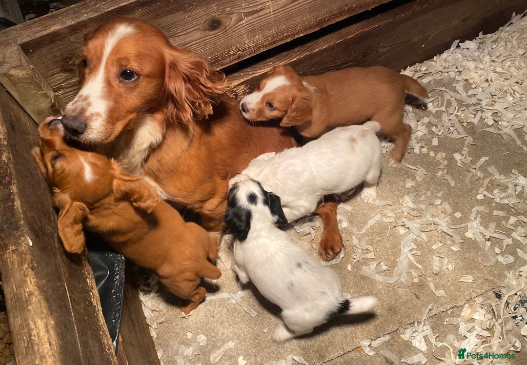 Cocker Spaniel dogs for sale: Cocker Spaniel Puppies  - Advert 21