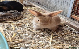 Guinea Pig rodents for sale:  rabbit - Image 3
