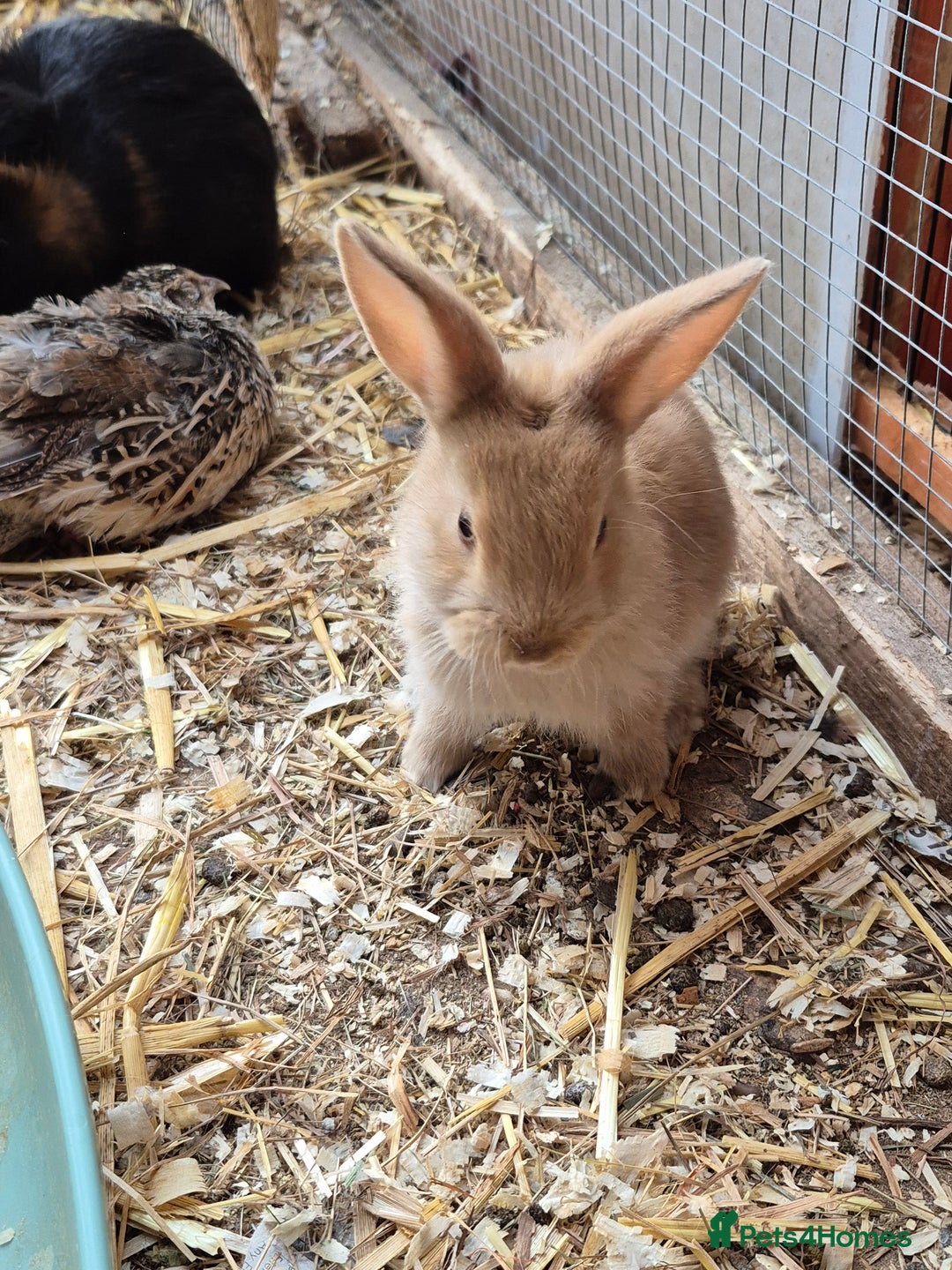 Guinea Pig rodents for sale:  rabbit - Image 3