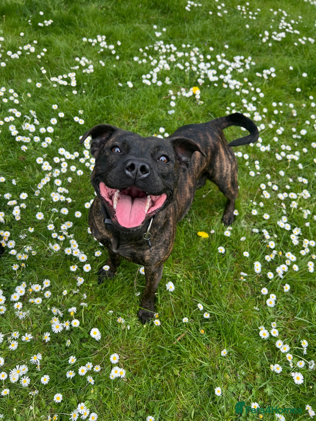 Staffordshire Bull Terrier dogs for sale: Last Stunning girl  - Image 10