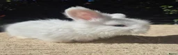 Angora rabbits for sale: 🩷 FULL FACE ANGORA BABIES- PARENTS FROM🇫🇷 - Advert 17
