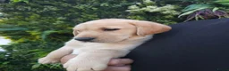 Labrador Retriever dogs for sale: 🐾 Labrador Puppies for Sale 🐾 in Folkestone - Advert 13